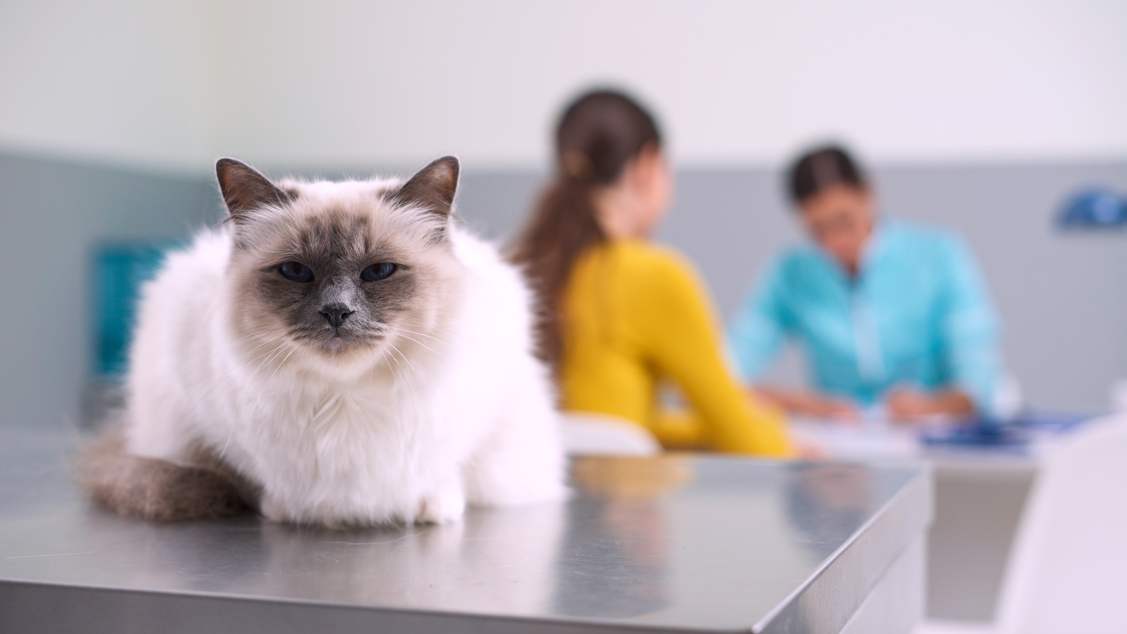 Lovely cat at the pet clinic