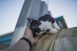 gato vira-lata