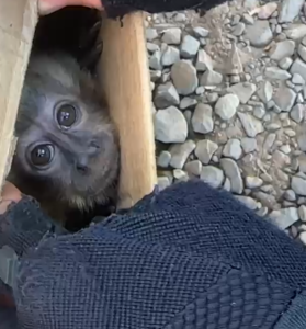 macaco