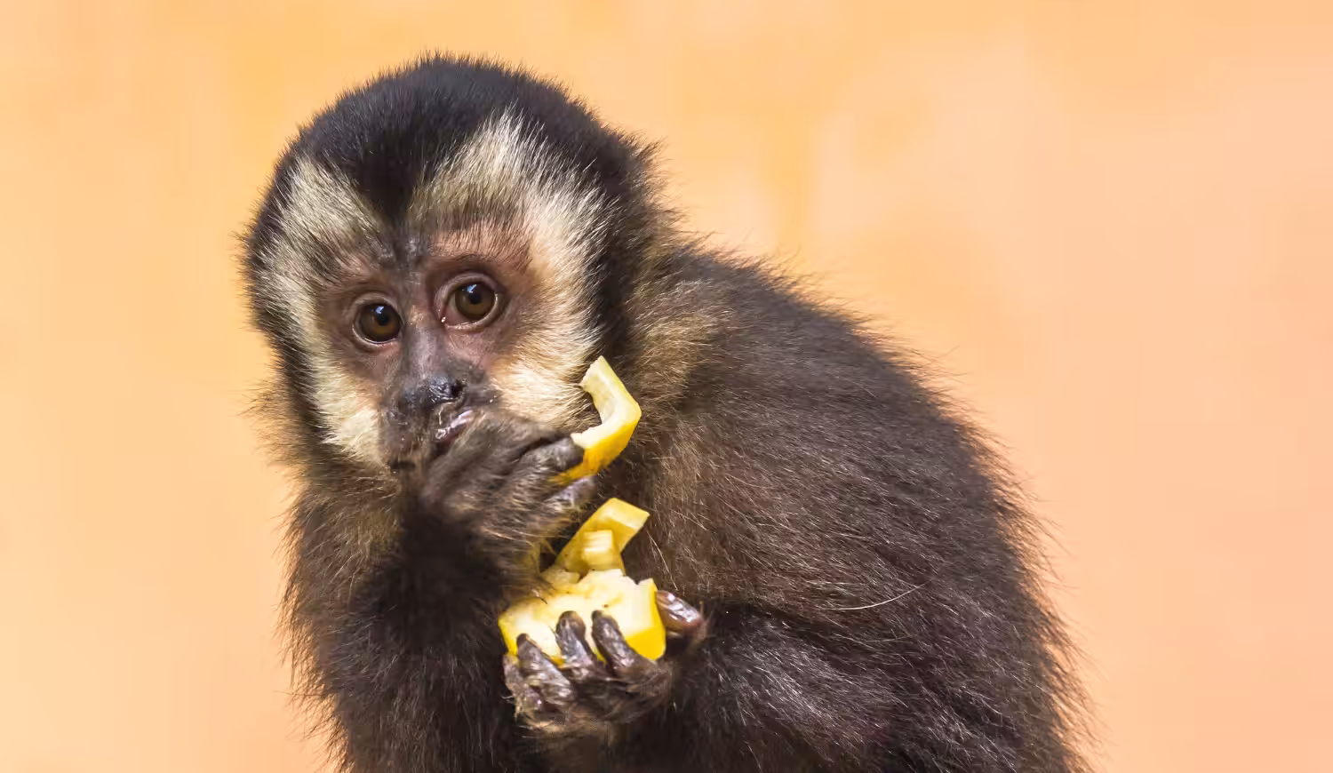 Fatores biológicos devem ser respeitados ao pensar em animais silvestres como pet