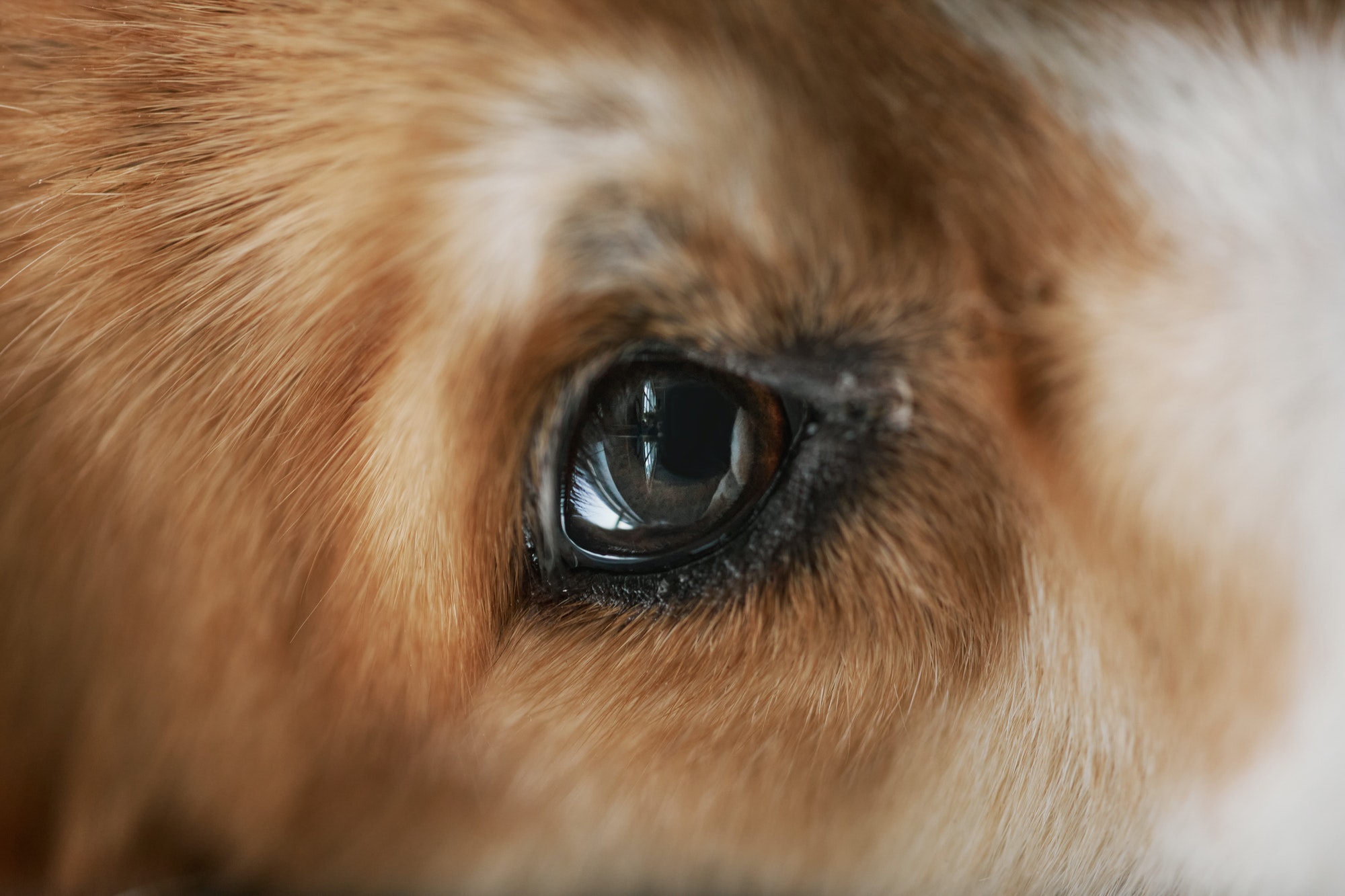 Macro image of eye of sad and sick purebred welsh pembroke corgi dog