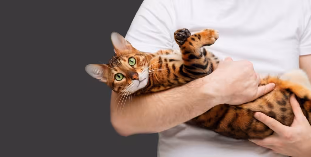 Man holding bengal cat in hands
