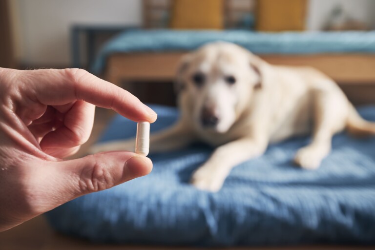 Gabapentina em cães e gatos idosos: quando usar e quais cuidados adotar