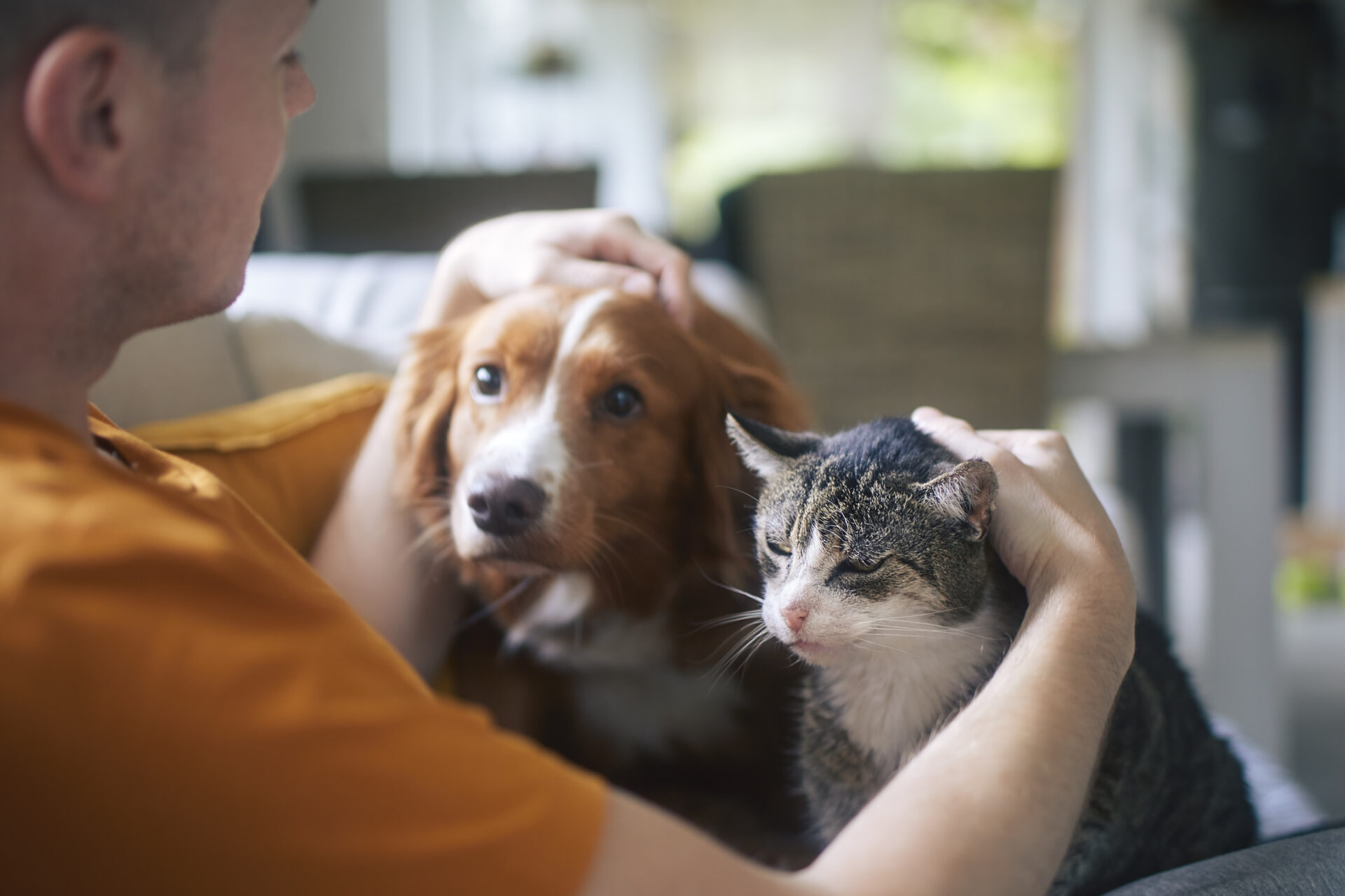 Pets na era da solidão: quando cães e gatos viram a principal rede de apoio de adultos que vivem sozinhos