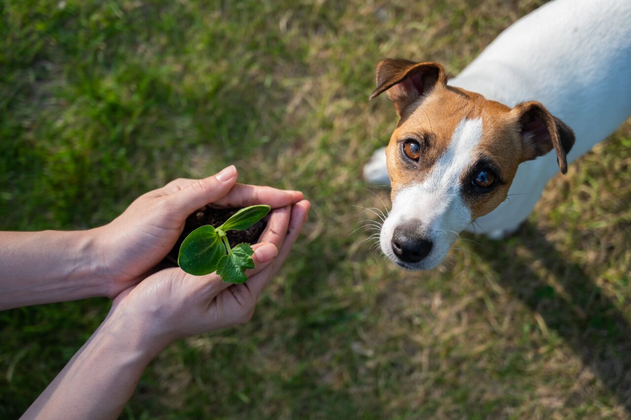 Relatório aponta sustentabilidade como estratégia de crescimento no mercado pet