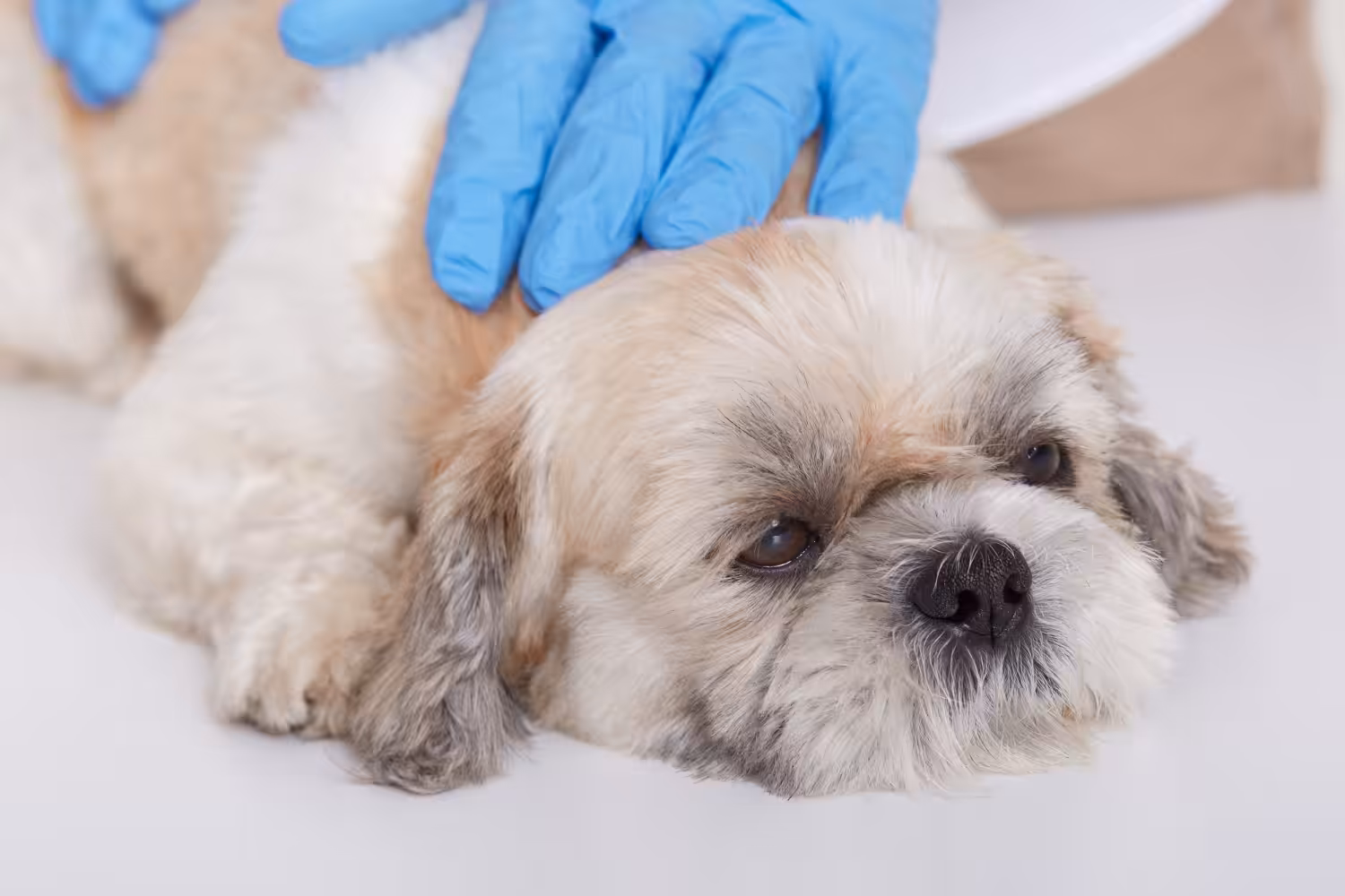 Veterinária explica como é feita a hemodiálise em animais