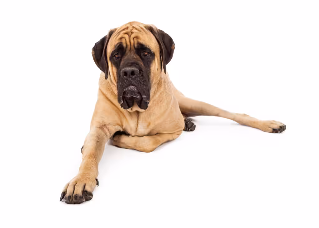 Mastiff Dog Laying Leg Tucked
