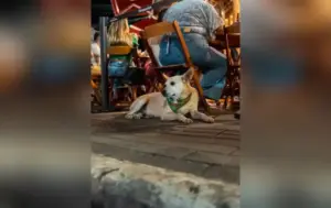 De mascotes informais a símbolos de cuidado coletivo: a rotina dos cães comunitários no interior paulista