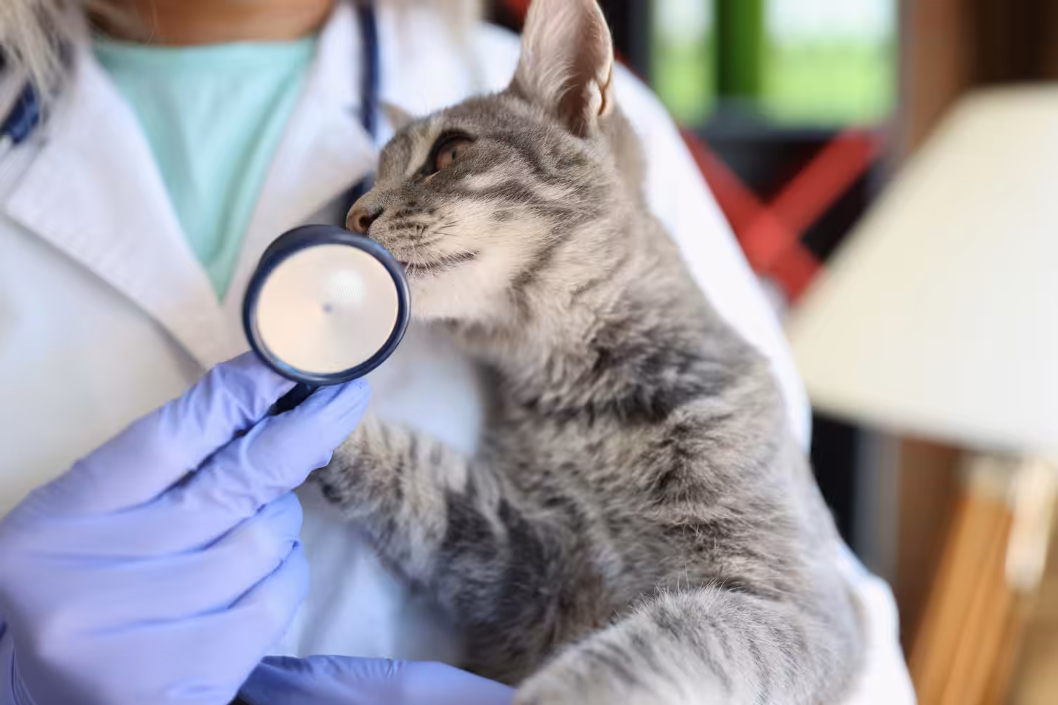 Medicina Felina avança diante de novas demandas nos cuidados dos gatos
