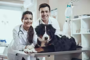 médicos-veterinários sorrindo atrás de um cão filhote de Bernese