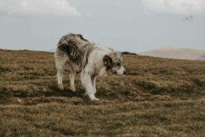 parceria entre cães