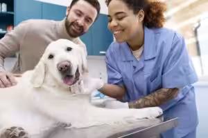 Check-up veterinário no início do ano: avaliação completa como estratégia de prevenção
