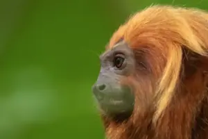mico-leão-dourado