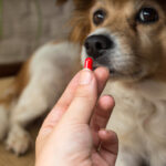 Consulta pública propõe novas regras para medicamentos veterinários genéricos no Brasil