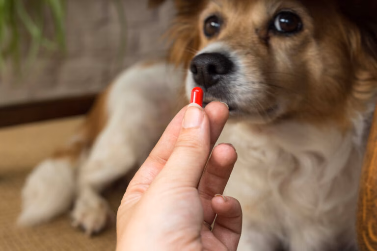 Consulta pública propõe novas regras para medicamentos veterinários genéricos no Brasil