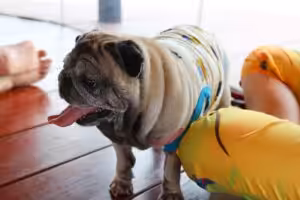 Focinho curto e altas temperaturas: cuidados essenciais no passeio com cães braquicefálicos