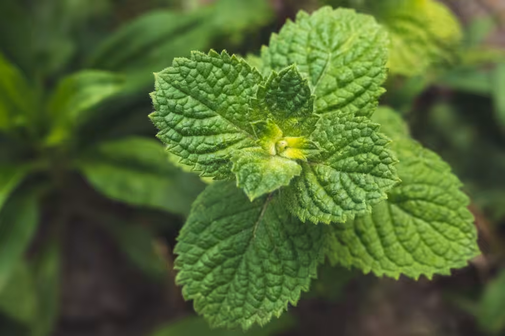 Mint plant grow at vegetable garden. Fresh green leaves of peppermint, top