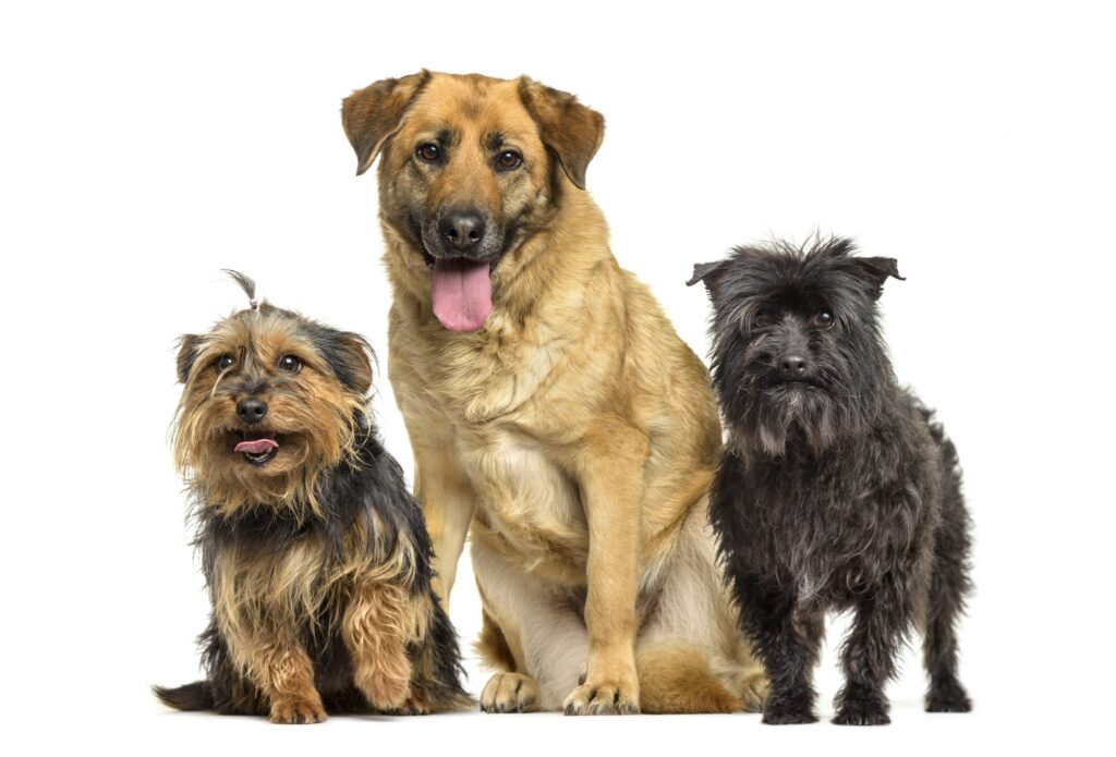 Mixed-breed dogs panting, standing, cut out