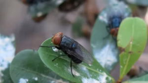 mosca-da-bicheira
