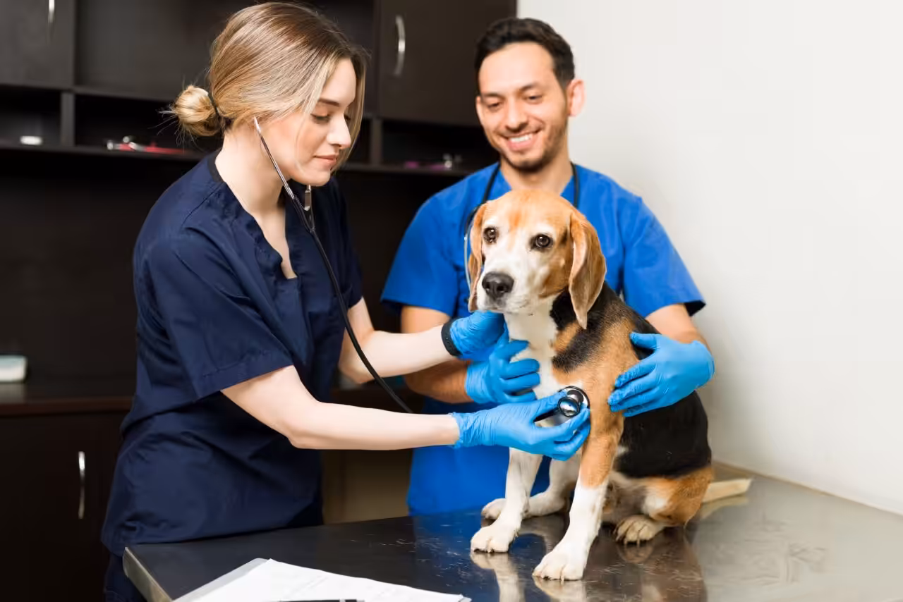 Como contratar veterinários com segurança técnica e evitar rotatividade