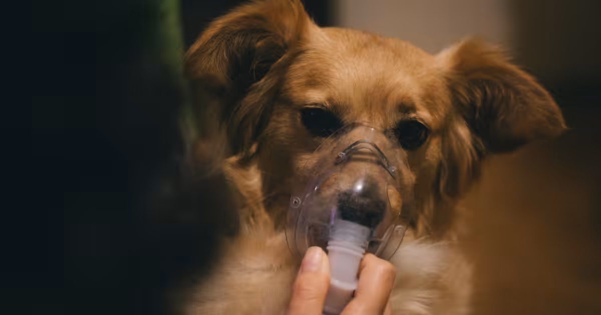 Saúde animal no outono exige cuidados redobrados com alergias e doenças respiratórias