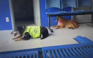 De mascotes informais a símbolos de cuidado coletivo: a rotina dos cães comunitários no interior paulista