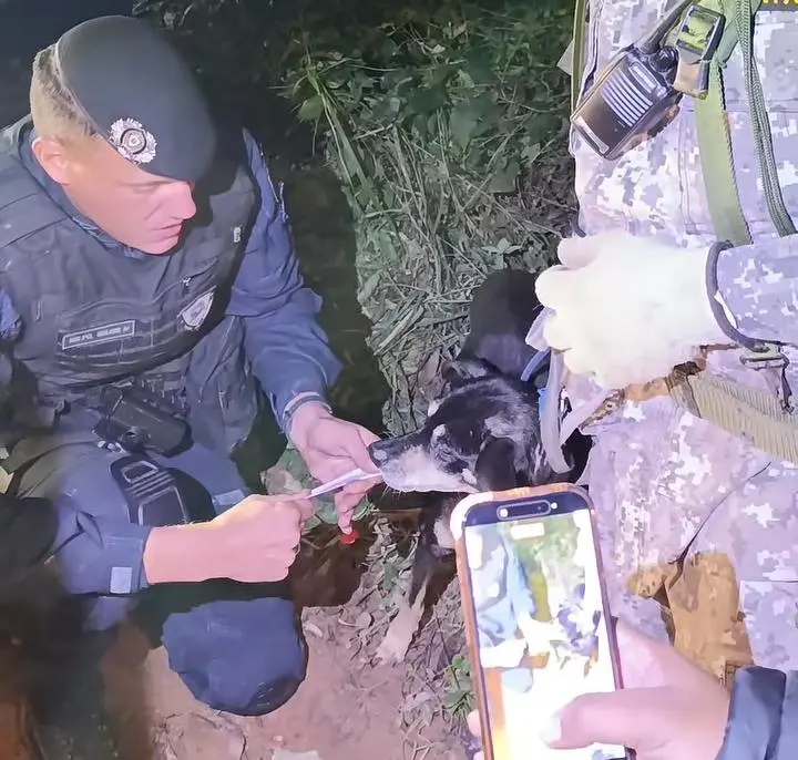 Cachorrinha leal passa oito dias ao lado do corpo de idoso em mata de SP