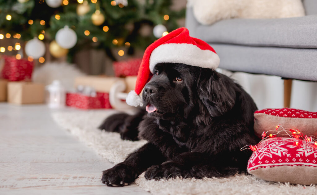 Newfoundland dog in santa hat at home