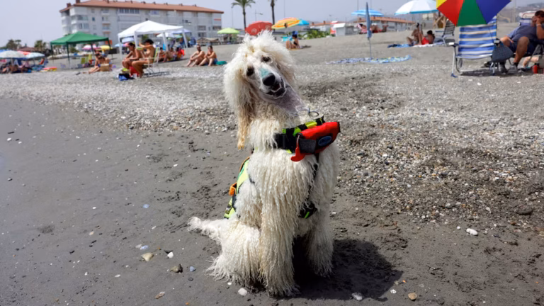 cão Nilo na praia