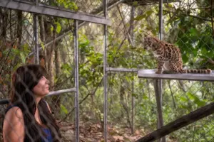 nova especie felino