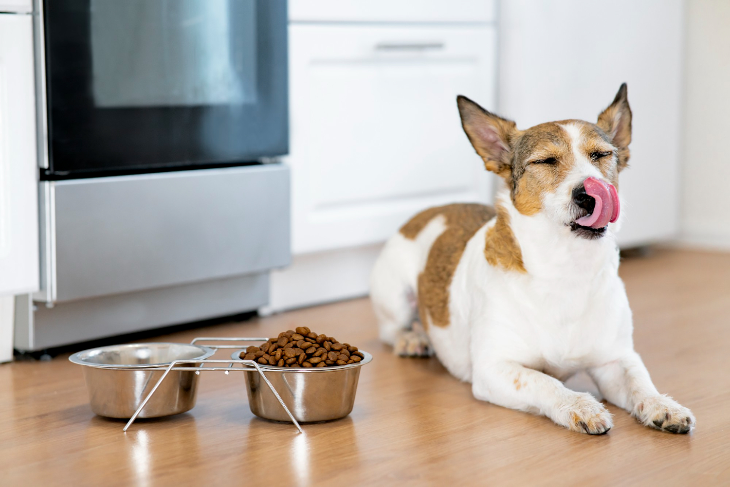 cão comendo