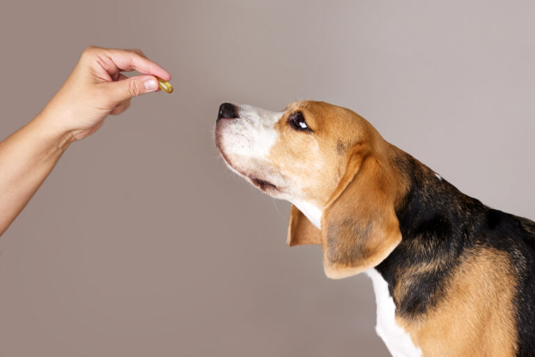 cachorro Beagle cheirando comprimido