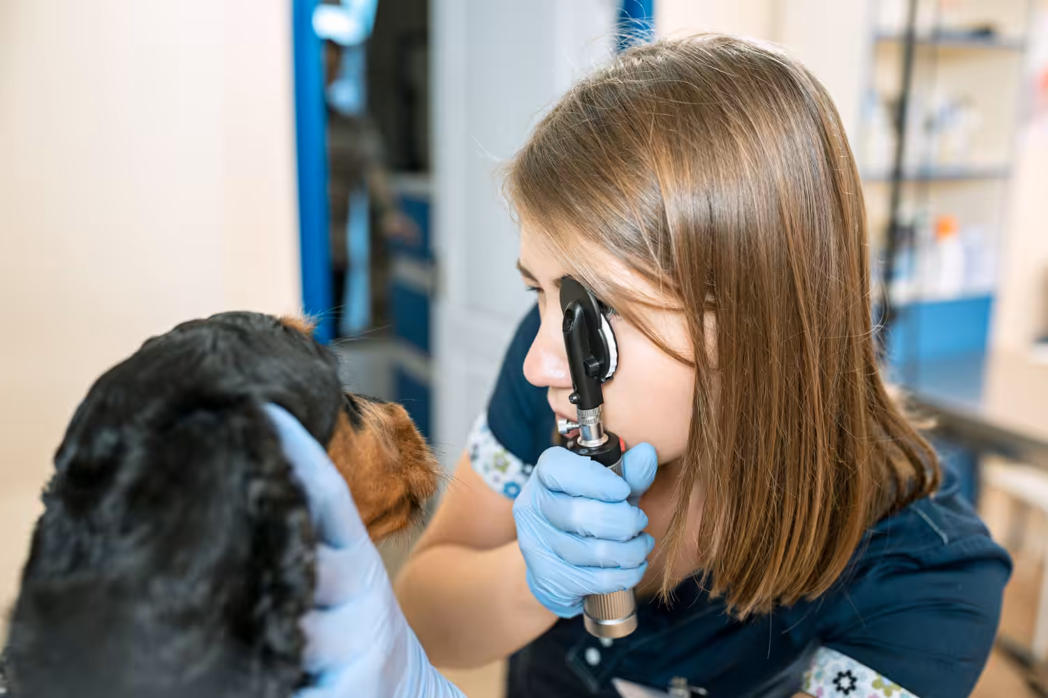 Olhos esbranquiçados em animais idosos podem indicar alguma afecção