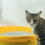 Por que é tão comum que gatos tenham problemas urinários?