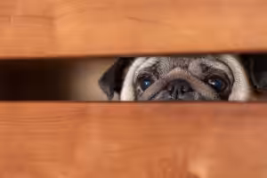 Especialista destaca dicas de como proteger os pets dos ruídos sonoros dos fogos de artifício