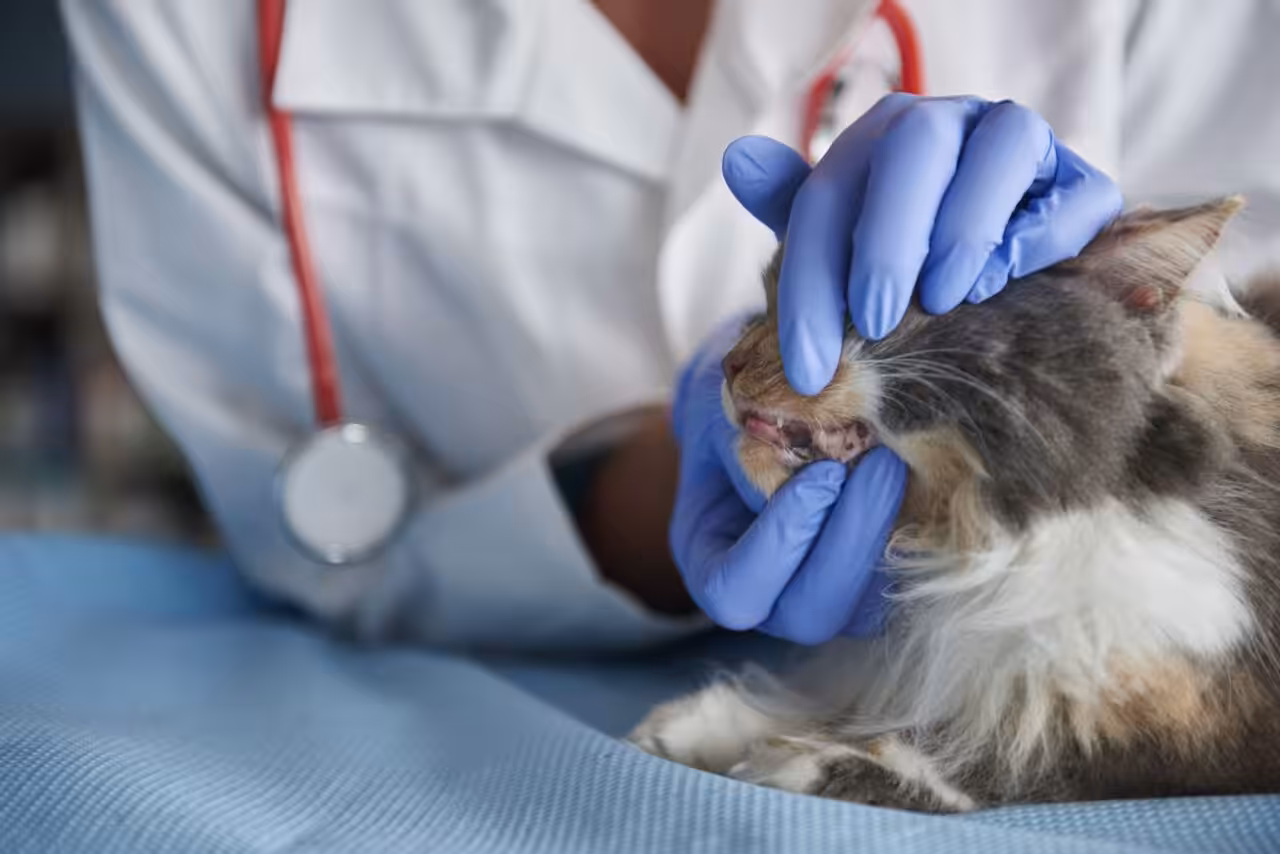 Enfrentando a gengivoestomatite crônica felina