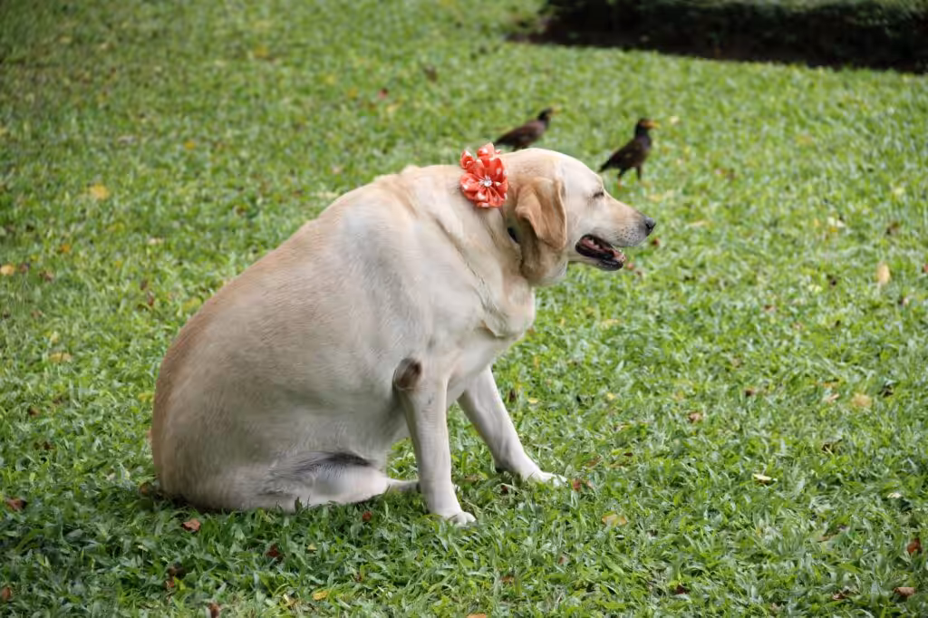 Obese cute dog with a red ribbon on its neck on a field