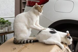 Fotógrafo registra gatos de rua no Japão e transforma cenas cotidianas em sucesso global