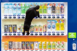 Fotógrafo registra gatos de rua no Japão e transforma cenas cotidianas em sucesso global