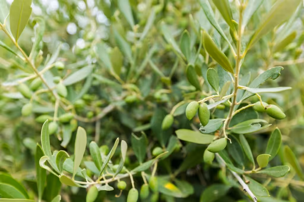 Olives on olive tree