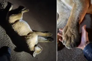 onça