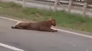 onça