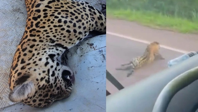 Projeto que cria passagens de fauna avança e reforça debate sobre proteção de animais silvestres nas rodovias
