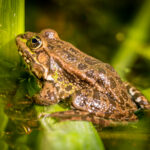 O impacto da soltura de animais exóticos na natureza