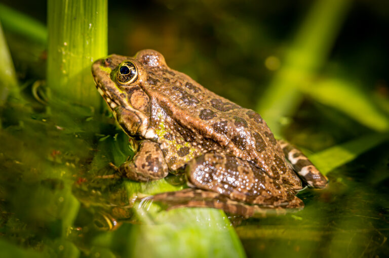 O impacto da soltura de animais exóticos na natureza