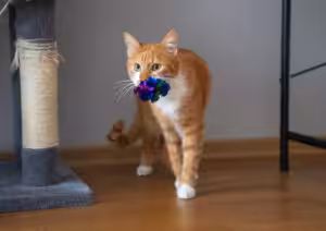 Quando o gato leva "presentes": o que esse comportamento realmente significa