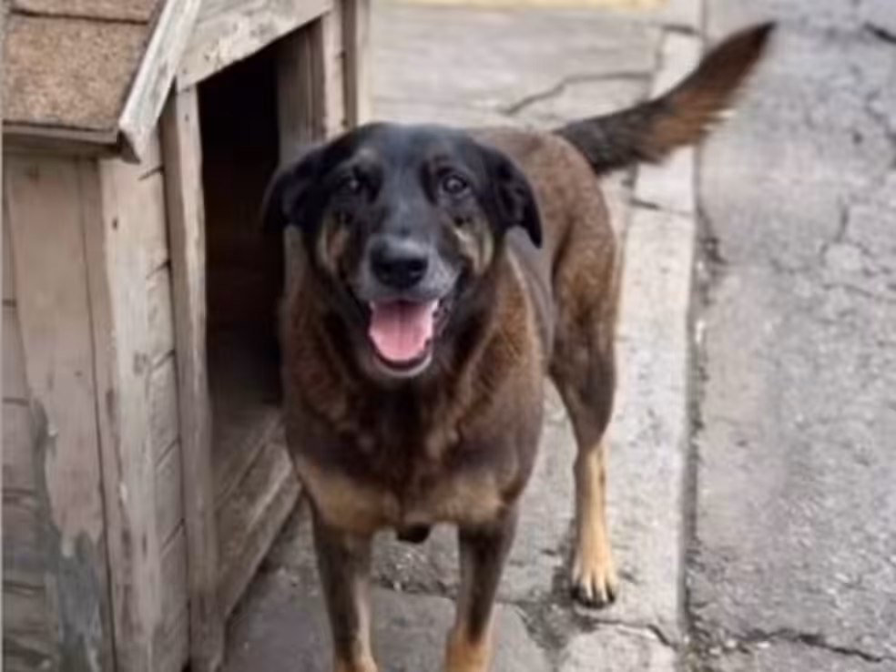 Nota de repúdio ao caso de maus-tratos contra o cão comunitário Orelha