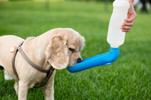 cão agua