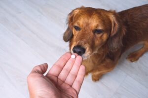 Como dar remédios para cães e gatos com mais facilidade