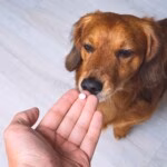 Vermifugar ou não — eis a questão